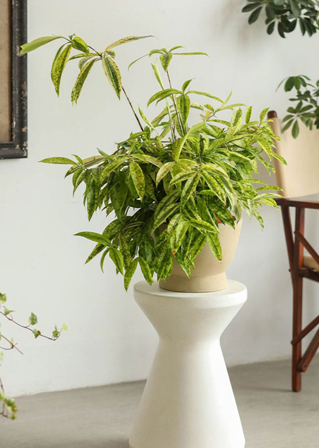 Orra Clay Pedestal